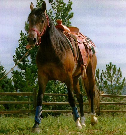 Another Horse to Saddle, Online Cowboy Poetry Book