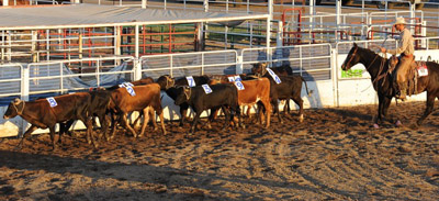 photos ©Bill Patterson, Patterson Photography a photograph of a cowboy on horseback and a line of cattle in a corral