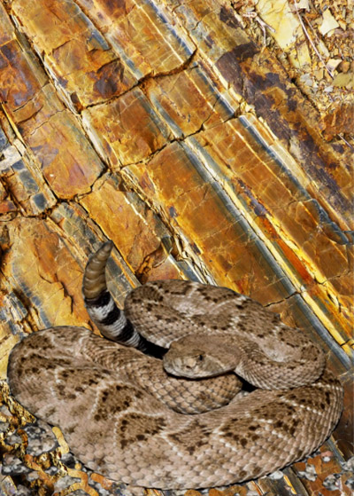 rock wall with veins of gold, orange black and yellw and a western diamondback rattle snake coiled on the ground