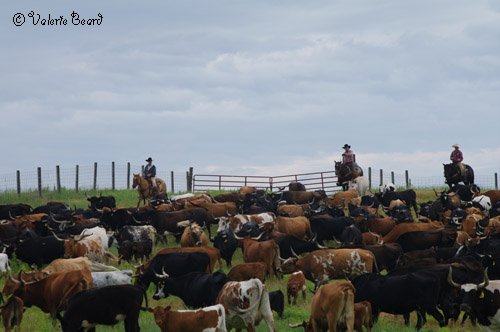 photos ©Valerie Beard, Short Grass Studios photo of thee cowboys pushing a heard of cattle down a hill in along a fence line with a gray sky in the background