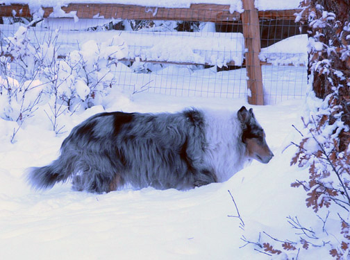 ©S.L.Reay photo of a Collie dog walking in the snow
