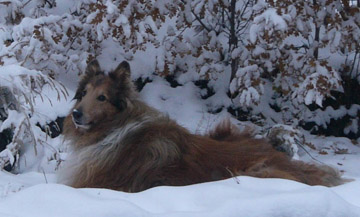 ©S.L.Reay photo of a Collie dog lying in the snow