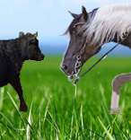 a picture of a steer facing a paint horse in a field of grass