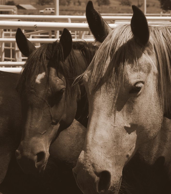 Another Horse to Saddle Online Cowboy Poetry Book Bill Patterson, Patterson Photography